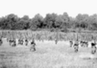 Grandes manoeuvres de 1901 et visite du tsar Nicolas II